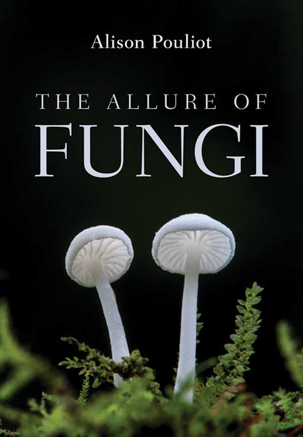 1904 dg fungi1