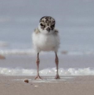 plover chick