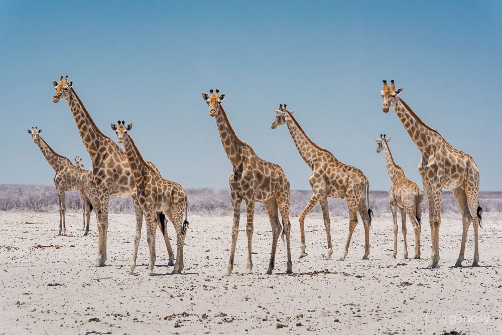 1807 dg giraffes