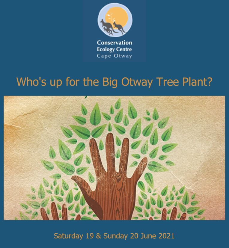 2106 big otway tree plant