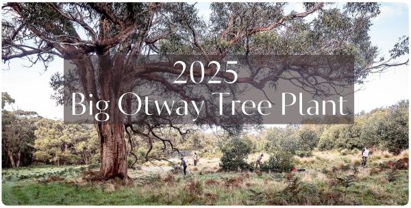 Big Otway Tree Plant