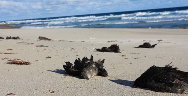 Shearwaters