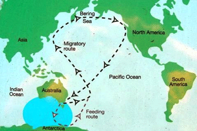 Shearwaters map